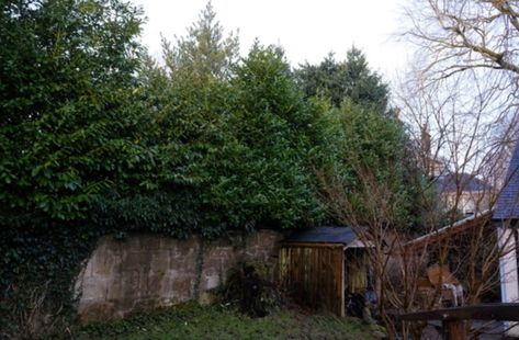 A FURIOUS man who claims his neighbours’ 21ft hedge is ruining his life says they are refusing to chop it down. William Whitelaw says the hedge belonging to neighbours David and Alison Fulton between their properties in Lenzie, East Dumbartonshire, is covering his home in darkness and making his life a misery. He claims to […] Texas Privet Hedge, Holly Hedge, Cedar Hedge, Privet Hedge, Veg Patch, Dining Room Windows, Life On A Budget, Holly Tree, Great Plains