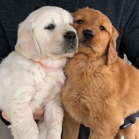 Golden Retriever Dark, Dark Golden Retriever, Golden Retriever Litter, American Golden Retriever, Far Future, Golden Retriever Puppy, Golden Retrievers, Camera Roll, You Choose