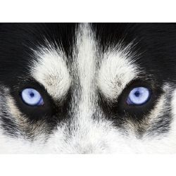 What's Your Spirit Animal? Types Of Wolves, Whats Your Spirit Animal, What Animal Are You, Wolf Eyes, Your Spirit Animal, Fun Quiz, Fun Quizzes, Siberian Husky, Spirit Animal