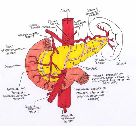 pancreas anatomy arteries Pancreas Anatomy, Stomach Anatomy, Digestive System Anatomy, Operating Theatre, Medical Drawings, Diagnostic Medical Sonography, Gross Anatomy, Interventional Radiology, Abdominal Surgery