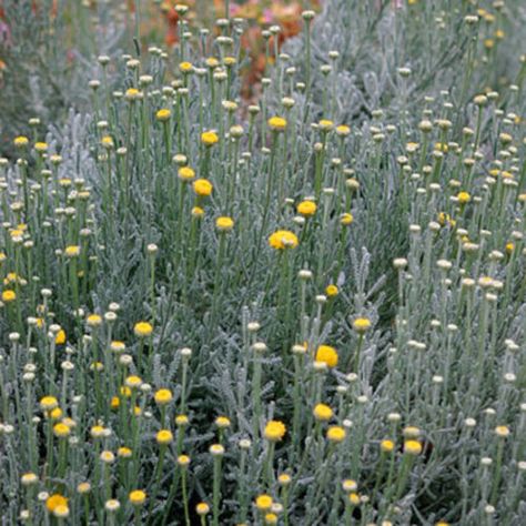 Santolina Chamaecyparissus, Full Sun Flowers, Lavender Cotton, Oakleaf Hydrangea, Rock Garden Plants, Yellow Plants, Deer Resistant Plants, Full Sun Plants, Colorful Succulents