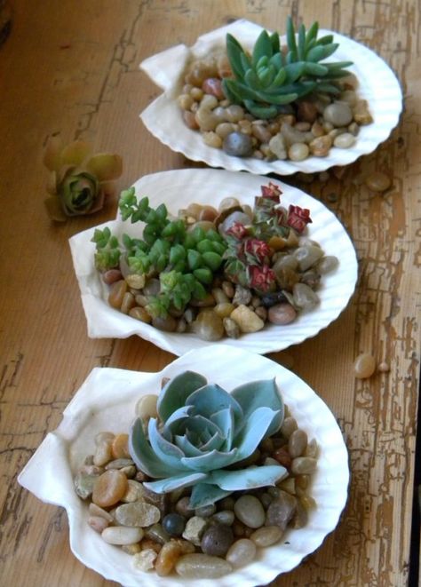 25 Ways to Use Succulents at The Everyday Home / www.everydayhomeblog.com Shell Planter, Art Coquillage, Seashell Projects, Succulent Garden Diy, Shell Crafts Diy, Succulent Gardening, Succulents In Containers, Succulent Arrangements, Cactus Y Suculentas