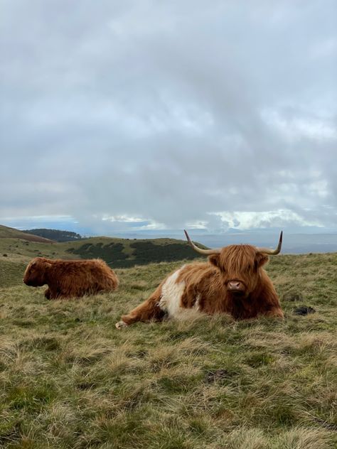 Highland Cow Scotland, Scottish Farm Aesthetic, Highland Cows Scotland, Scotland Farm Aesthetic, Cottage In Scotland, Highland Cow Farm, Farm Photography Landscape, Scottish Countryside Aesthetic, Farmhouse Scotland