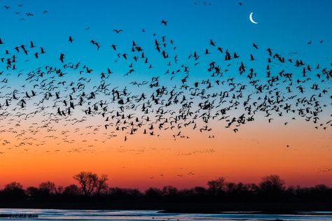 Bird Migration Map, University Of Massachusetts Amherst, Lincoln Highway, Bird Migration, Colorado State University, Migratory Birds, Spring Birds, Secrets Revealed, Nebraska