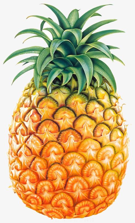 Pineapple Clipart, Pineapple Fruit, Fruit Painting, Fruit Art, Fruit And Veg, Nutrition Recipes, Fruits And Veggies, Health And Nutrition, Fruits And Vegetables