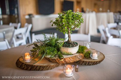 Bonsai tree centerpieces. Jennette's Pier Wedding / Outer Banks Wedding / Photo by Genevieve Stewart Photography #jennettespierwedding #outerbankswedding #jennettespier #obx #nagsheadwedding Bonsai Tree Wedding Centerpieces, Japanese Wedding Table Decorations, Bonsai Centerpiece Wedding, Bonsai Tree Centerpieces, Zen Wedding Decor, Zen Wedding Theme, Zen Centerpieces, Bonsai Centerpiece, Bonsai Decoration Ideas