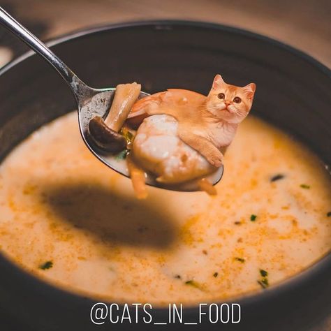 Silly Animal Pictures, Something Funny, Funny Photoshop, Funny Cat Photos, Silly Cats Pictures, Cute Cat Gif, Instagram Food, Mushroom Soup, Funny Cute Cats