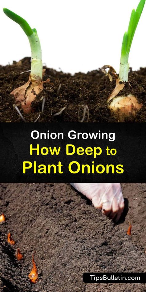 Planting Onions Bulbs, Plant Onions, Planting Onion Sets, Plant Grafting, Grow Onions, Types Of Onions, Cold Frames, Growing Onions, Onion Bulbs