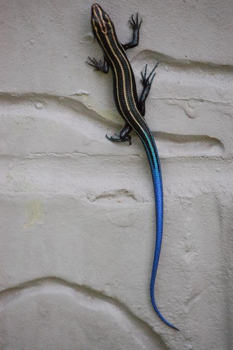 The flash of colour in contrast to the black and white striped body of this lizard is an interesting way to combine pattern and colour. Lizard Habitat, Lizard Tattoo, Chameleon Lizard, Blue Tail, Blue Lizard, Reptile Snakes, Vivarium, Reptiles And Amphibians, Animal Wallpaper