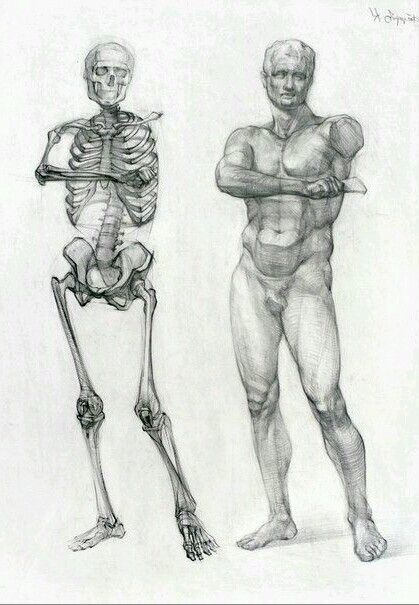 ♔ ART: Academic drawing Human Skeleton Anatomy, Skeleton Anatomy, Academic Drawing, Skeleton Drawings, Anatomy Sculpture, Human Figure Sketches, Human Figures, Human Anatomy Drawing, Master Drawing