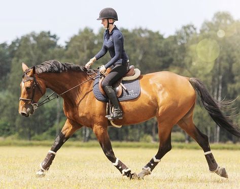 Person Riding Horse, Horse Trotting, Trotting Horse, Hunter Jumper Horses, Show Jumping Horses, Horse Running, Beautiful Horse Pictures, Horse Boarding, English Riding