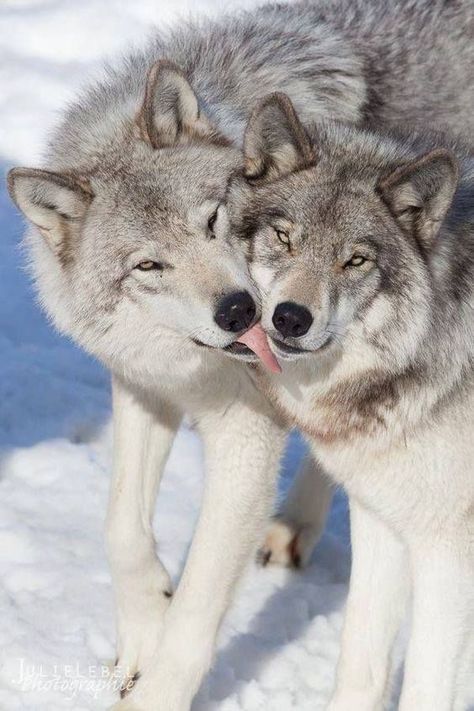 Cute wolf love 😍😘 Wolf Photos, Wolf Spirit Animal, Wolf Love, Wild Wolf, Wolf Pictures, Wolf Spirit, Beautiful Wolves, Grey Wolf, Wild Dogs