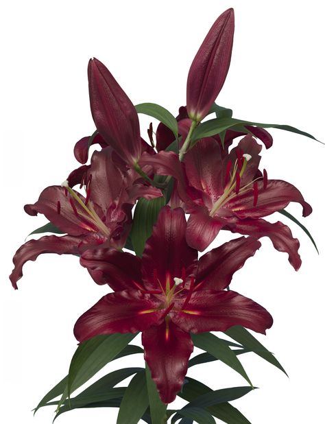 Red lily Oriental hybride Scorpio Lilium lelie breeding Red Lily Flower, Lilium Flower, Red Lilies, Wild Lily, Cake Festival, Peruvian Lilies, Red Lily, Lily Painting, Asiatic Lilies