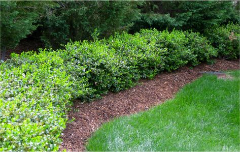 Hedge Landscaping, Hedges Landscaping, Holly Hedge, Front Walk, Outside Living, How To Grow, Hedges, Cyprus, Outdoor Garden