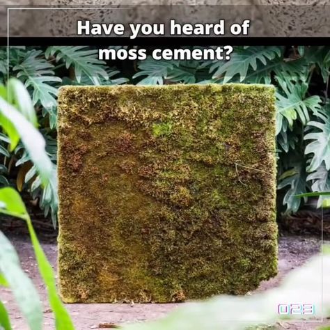 O23 Productions on Instagram: "Genius idea by @gorespyre - this innovative 'Moss Cement' is bringing nature back to our cities, turning vertical surfaces into living, breathing moss walls.   Imagine a world with buildings like this everywhere 🌎  Disclaimer - creative video was not created by o23, all shares are to promote the brilliant ingenuity of this new innovation in cement.  #solarpunk #SustainableArchitecture #MossCement #GreenInnovation #ClimateAction #Sustainability #EcoArchitecture #GreenBuilding #greensolutions" Moss Cement Wall, Hempcrete Wall, Moss Concrete, Green Infrastructure, Sustainable Homestead, Solar Punk, Moss Walls, Homestead Ideas, Concrete Walls