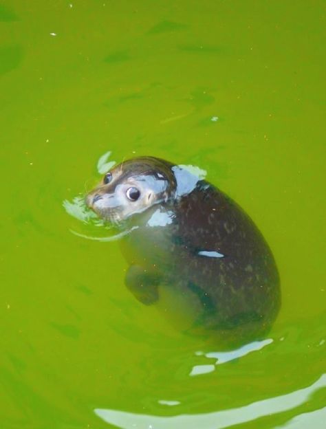 An Animal, Swimming, Water, Green