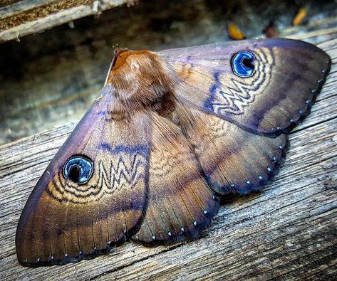 This is a Southern Old Lady Moth, of the Noctuidae family. It is found in the southern half of Australia, as well as Norfolk Island, New Zealand and Macquarie Island. It's quite large, about 90 mm across. Photo by @milkwood_nick Nick Ritar Tolype Moth, Cabbage Tree Emperor Moth, Marbled Emperor Moth, Colorful Moths, Giant Leopard Moth, Norfolk Island, Mottled Opal Moth, Moth Caterpillar, Moth Art