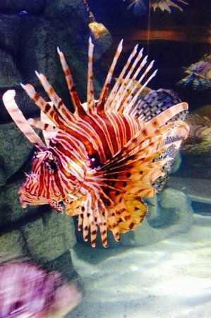 Scorpion Fish, Tiger Fish, Lion Fish, Fish Tank, Scorpion, Fish Pet, New Orleans, Trip Advisor, Lion