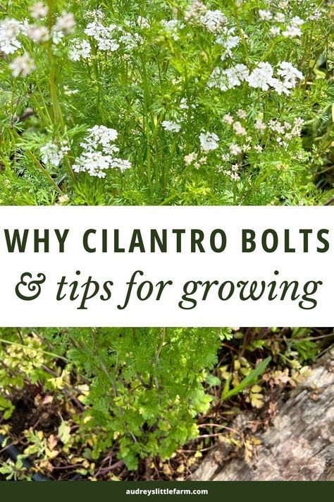 Here are tips for growing cilantro in your garden. It's an easy herb to grow but it will bolt quickly if you grow it during the wrong time of year. So this post will share all of the tips you need to prevent bolting and have a successful harvest of cilantro. Cilantro Indoors Growing, Cilantro Gardening Tips, Harvesting Cilantro How To, How To Harvest Cilantro From Garden, How To Grow Cilantro Outdoors, Cilantro Garden, How To Grow Cilantro In A Pot, Harvest Cilantro, Cilantro Plants How To Grow