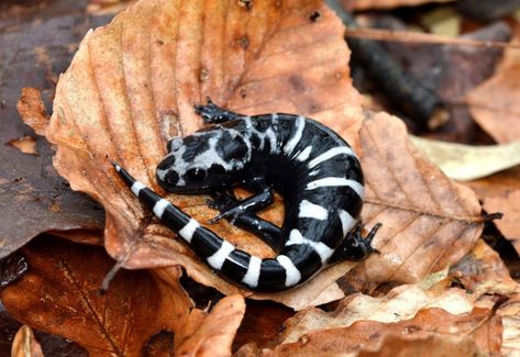 Marbled Salamander, Michigan Wildlife, Nature Sleeve, Sentient Beings, Animal Ideas, Newt, Lizards, Animals Of The World, Amphibians