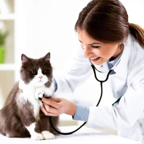 Cats can be low-maintenance animals overall, so some people forget it is equally important to take them in for yearly check-ups. Yesterday was National Take Your Cat To The Vet Day, so here's a reminder to book an appointment for your cat’s yearly check-up! When is the last time you took your pet for a check-up? Veterinary Technician, Veterinary Hospital, Cat Travel, Cat S, Veterinary Clinic, Healthy Pets, Pet Hacks, Vet Tech, Animal Hospital