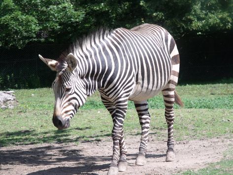 Horse Species, Mountain Zebra, All About Horses, Blackpool, Wild Horses, Zebras, Mammals, Birds, Horses