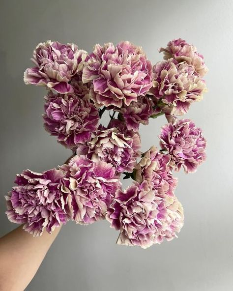 Potomac Floral Wholesale on Instagram: "We all know that the summer has a slowdown, and when it does, we all become more dependent on long lasting blooms. Carnations are a no-nonsense pick. These fluffy, lightly fragrant stem can easily last two weeks. If you prefer to work in moody, earthy palettes, try these (in stock) carns on for size!  1. “Antigua,” CARNOVANT 2. “Lege Marrone Pink,” CARNOVANTP 3. “Fabulous,” CARNOVPIE 4. “Terracotta Caramel,” CARNOVANTIQUE 5. “Brut,” CARPEARSF 6. “Apple Tea,” CARNOVANTAPPLE"