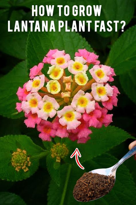 How to Grow LANTANA PLANT Fast? (7-SECRETS*) Growing Lantana From Seeds, How To Propagate Lantana From Cuttings, Lantana Companion Plants, How To Propagate Lantana, Propagating Lantana, Propagate Lantana, Lantana Landscaping, Lantana Flowers In Pots, Lantana Seeds