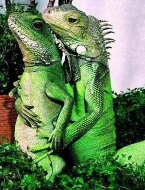 Iguanas Funny Captions, Funny Bunnies, Reptiles And Amphibians, Lizards, E Card, Drawing Tutorials, Bones Funny, Titanic, Reptiles