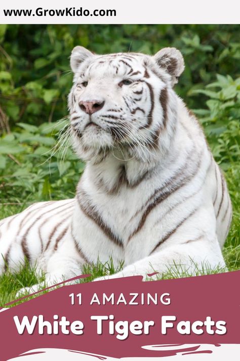 11 Interesting & fun facts about White Tiger that will surely be going to surprise you. White Tigers Fact- 7 is the most amazing one. Tiger Facts For Kids, Interesting Fun Facts, Wild Cat Species, Tiger Facts, Tiger Species, White Tigers, Cat Species, Facts For Kids, White Tiger