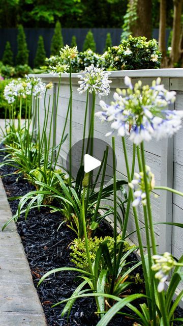 Tyler & Brian on Instagram: "Have you ever considered an Agapanthus hedge? The next addition to our entryway garden had to be impactful and we fell in love with the color variation of this gorgeous Indigo Frost Agapanthus from @southernlivingplantcollection. Large white globes of bi-color flowers that change from blue in the throat to white on the petal’s edge… a stunning view as you enter our garden!  . . . #agapanthus #lily #lilyofthenile #purple #flower #flowerphotography #southern #southernplants #southernliving #gardenfamily #greenthumb #gaygardener #plantgay #gardenerinlove #diylandscaping #gardenstyles #garden #gardenlife #inmygarden #gardendiy #gardenersofig #gardeninspiration #carolinagarden #gardenproject" Agapanthus Border, Agapanthus Landscaping, Lilly Garden Ideas, Agapanthus Care, Agapanthus Garden, Blue Agapanthus, Lilly Garden, White Agapanthus, Entryway Garden