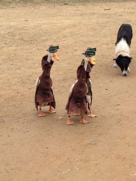 Duck Detective, Runner Ducks, Fluffy Cows, Funny Animal Photos, Pictures Funny, Perfect World, Animal Fashion, Funny Animal Pictures, Animal Planet