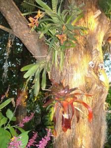 Attaching Bromelaids to tree trunks - TROPICAL LOOKING PLANTS - Other Than Palms - PalmTalk How To Grow Bromeliads On Wood, Bromeliads On Trees Trunks, Orchid On Tree Trunk, Tropical Looking Plants, Practical Garden, Florida Garden, Gravel Landscaping, Tropical Garden Design, Orchid Garden