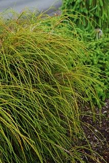 Thuja plicata 'Whipcord' (2) | Karl Gercens | Flickr Cedar Plant, Deer And Rabbit, Thuja Plicata, Conifers Garden, Fast Growing Evergreens, Arborvitae Tree, Planting Shrubs, Border Plants, Green Garden