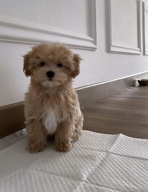 Psy Chihuahua, Maltipoo Dog, Cute Small Dogs, Dog Mommy, Very Cute Puppies, Psy I Szczenięta, Maltipoo Puppy, Really Cute Puppies, Super Cute Puppies