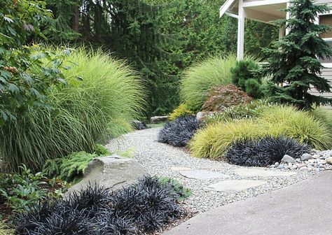 Layer grasses for a lush, billowing look. For a big impact along a walkway or border planting, include a mix of grasses in small, medium and large sizes. In this backyard on Bainbridge Island, Washington, clumps of 6-foot-tall Miscanthus sinensis ‘Morning Light’ make up the backdrop, gold mounds of ‘Evergold’ sedge (Carex oshimensis ‘Evergold’) form the middle layer, and low-growing black mondo grass (Ophiopogon planiscapus ‘Nigrescens’) borders the walkway. Black Mondo, Ornamental Grass Landscape, Creek Garden, Black Mondo Grass, Miscanthus Sinensis, Landscape Borders, Ornamental Grass, Grasses Landscaping, Modern Garden Design