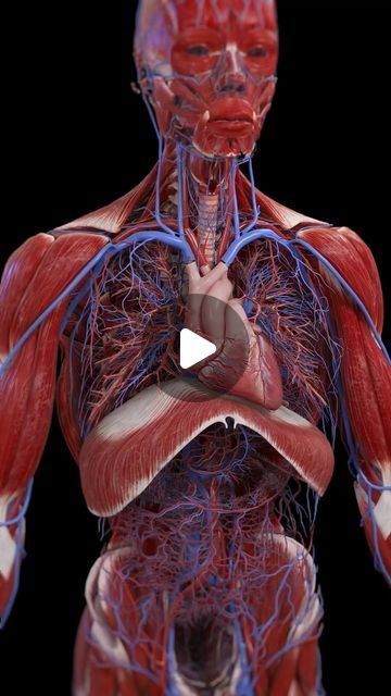 Heart Pumping, Medicine Poster, Heart Pumping Animation, Blood Circulation System, Human Anatomy Lungs, Heart Beat, Lungs, Heart Pumping Blood, Heart Lung Machine