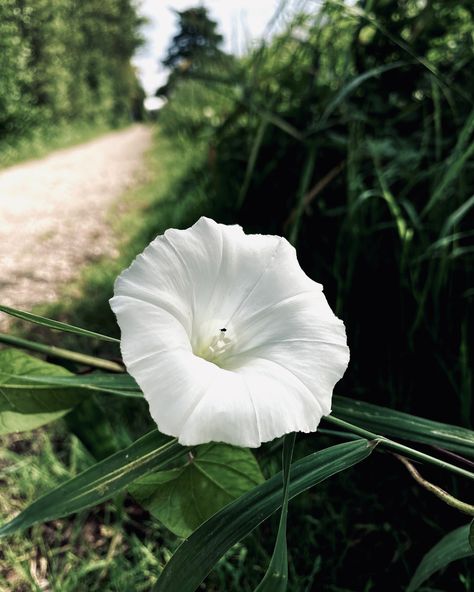 Morning Glory 😍 These flowers are called “morning glories” because they usually open in the early morning and close in the afternoon or evening. They come in a variety of colors, including blue, purple, pink, and white. Morning glories are appreciated not only for their beauty but also for their ability to attract pollinators like bees and butterflies. In the Victorian language of flowers, morning glories symbolize love and affection. Their tendrils and ability to climb and cling are seen a... Morning Glory Meaning, White Morning Glory Flowers, Morning Glory Photography, Morning Glory Witchcraft, Calgon Morning Glory, Morning Glory Flowers, Attract Pollinators, Daily Gratitude, Language Of Flowers