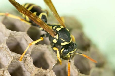 Essential Oil For Wasp Sting, Essential Oils For Bee Stings Swelling, Essential Oils For Wasp Stings, Essential Oil Wasp Sting, Essential Oils For Bee Stings, Bee Sting Essential Oil, Wasp Sting Remedy, Wasp Sting, Remedies For Bee Stings