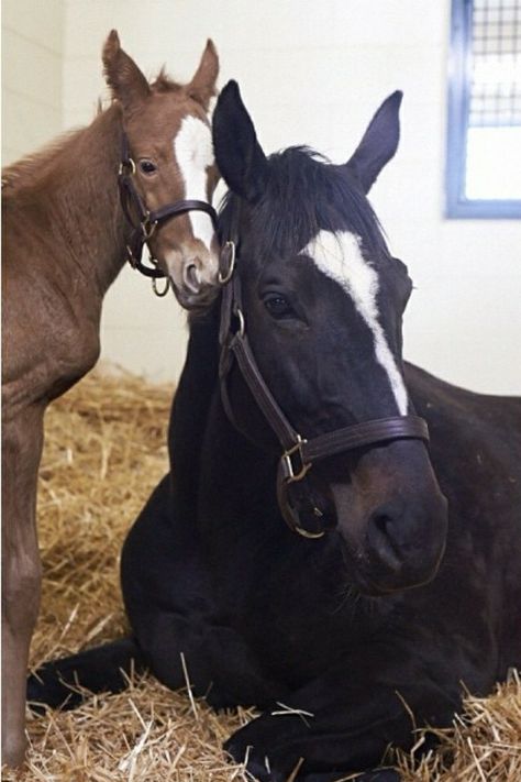 Zenyatta and foal Zenyatta Horse, Horse Markings, Amazing Horses, Famous Horses, Thoroughbred Racehorse, Gorgeous Horses, Derby Horse, Thoroughbred Horse Racing, Types Of Horses