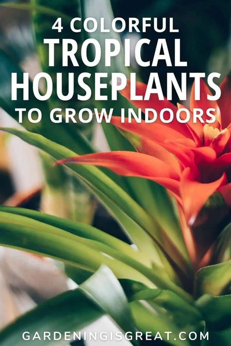 4 Colorful Tropical Houseplants To Grow Indoors | Gardening is Great Tropical Plants Indoor, Tropical Houseplants, Peace Lillies, Indoor Tropical Plants, Types Of Houseplants, Bird Of Paradise Plant, Plants Tropical, Paradise Plant, Forest Plants