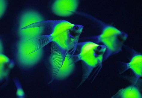 Genetically engineered Pterophyllum Scalara fish glow in a tank under a blacklight while being displayed at the 2013 Bio Expo in TaipeiPicture: REUTERS Glowing Fish, Deep Summer, Glow Fish, Nice Photos, Weird News, Fish Swimming, Taipei Taiwan, Pictures Of The Week, Angel Fish