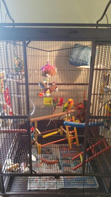 Sun conure and parakeets Conure Playground Diy, Conure Cage Setup, Bird Cage Setup, Sun Conure Cage Setup, Budgie Cage Setup Aesthetic, Sun Conure Parrot Pet Birds, Conure Cage, Green Cheek Conure Cage Setup, Budgie Cage