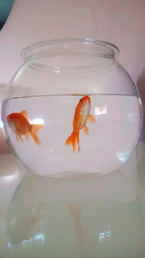 Fishbowl Aesthetic, Gold Fish Bowl, Ap Drawing, Goldfish Bowl, Aquatic Animals, Fish Bowl, Underwater World, Aquariums, Goldfish