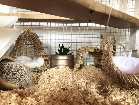 Aesthetic Hedgehog Cage, Pet Hedgehog Cage, Hedgehog Terrarium, Pygmy Hedgehog Cage, Hedgehog Enclosure, Hedgehog Cage Ideas, Hedgehog Aesthetic, Hedgehog Pet Cage, Hedgehog Habitat