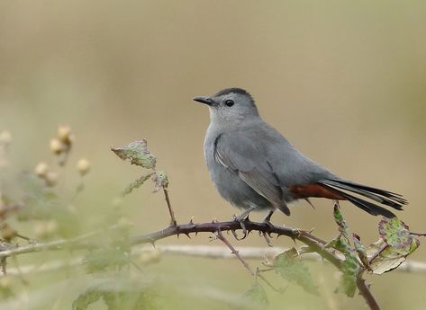 Gray Catbird | This Gray Catbird became mainland England's f… | Flickr Gray Catbird, Taurus Season, Tree Swallow, Comic Inspiration, Most Beautiful Birds, Felt Birds, Noah's Ark, Backyard Birds, Bird Pictures