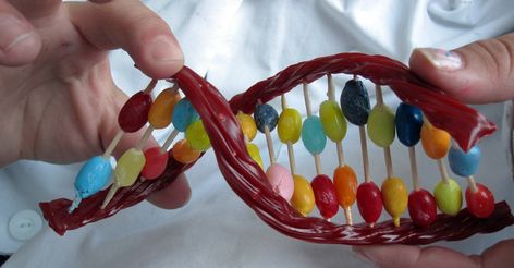 An educational (and delicious) introduction to DNA structure through edible model building. Dna Model Project, Free Science Printables, Learning Hacks, Dna Structure, Dna Project, Science Printables, Dna Model, Clever Classroom, Unschooling