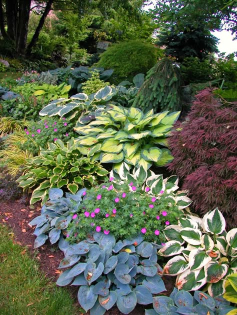 Hosts Landscaping, Hosts Garden Ideas, Northwest Garden, Shade Garden Design, Shade Garden Plants, Evergreen Garden, Front Garden Landscape, Hosta Gardens, So Satisfying