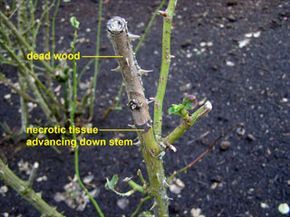 How to prune roses. Examples of dead rose wood and necrotic tissue advancing down the rose stem. When To Prune Roses, Rose Bush Care, Prune Roses, Rose Growing, Dead Rose, Rose Plant Care, Rose Fertilizer, Pruning Roses, Rose Bushes