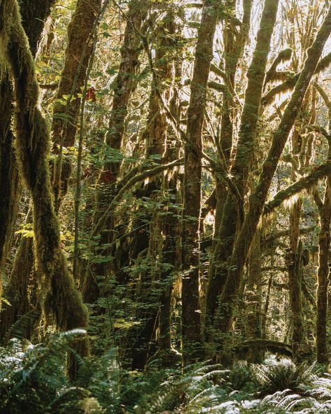 Washington’s Quinault Rainforest 🌲🍁🌿 WOW. Quinault Rainforest, Washington, Quick Saves